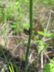Schoenoplectus americanus