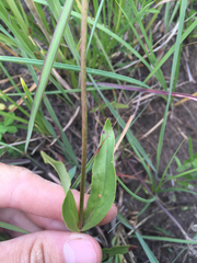 Penstemon tubaeflorus