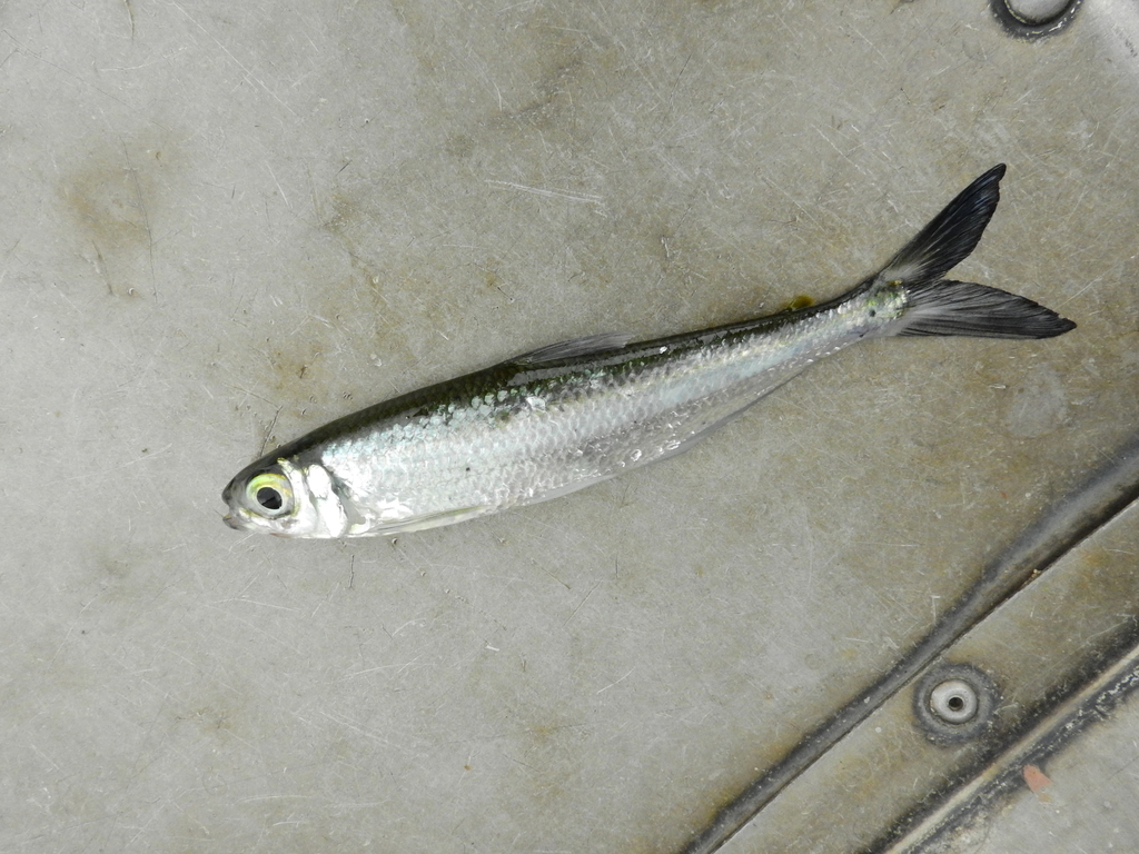 Glass tetra (Bryconops alburnoides) — Iguanodectidae