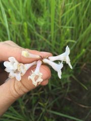 Penstemon tubaeflorus