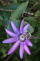 Passiflora amethystina × caerulea