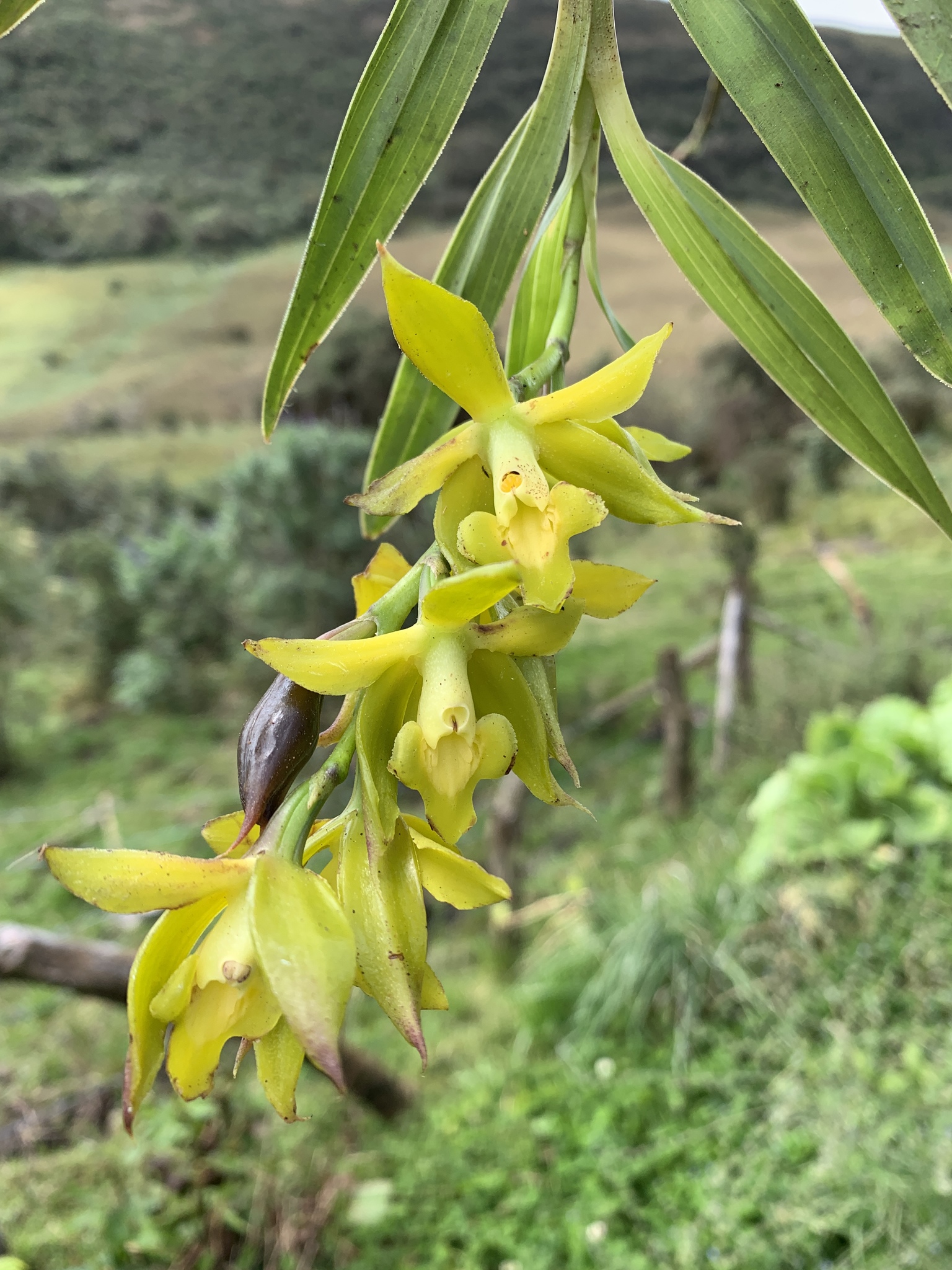 Epidendrum tetracuniculatum Hágsater, Edquén, E.Santiago & Náquira