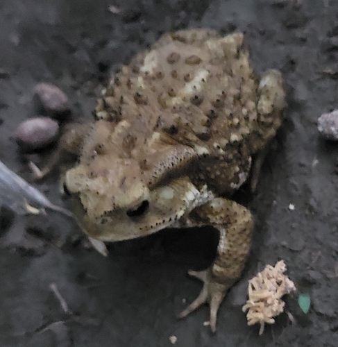 Asiatic Toad