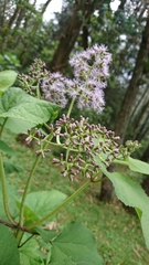 Hebeclinium tetragonum