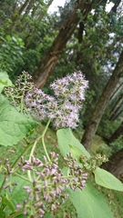 Hebeclinium tetragonum