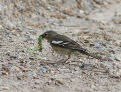 Fringilla coelebs schiebeli