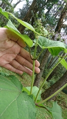 Hebeclinium tetragonum