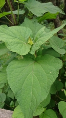 Hebeclinium tetragonum