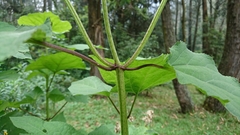 Hebeclinium tetragonum