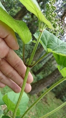 Hebeclinium tetragonum