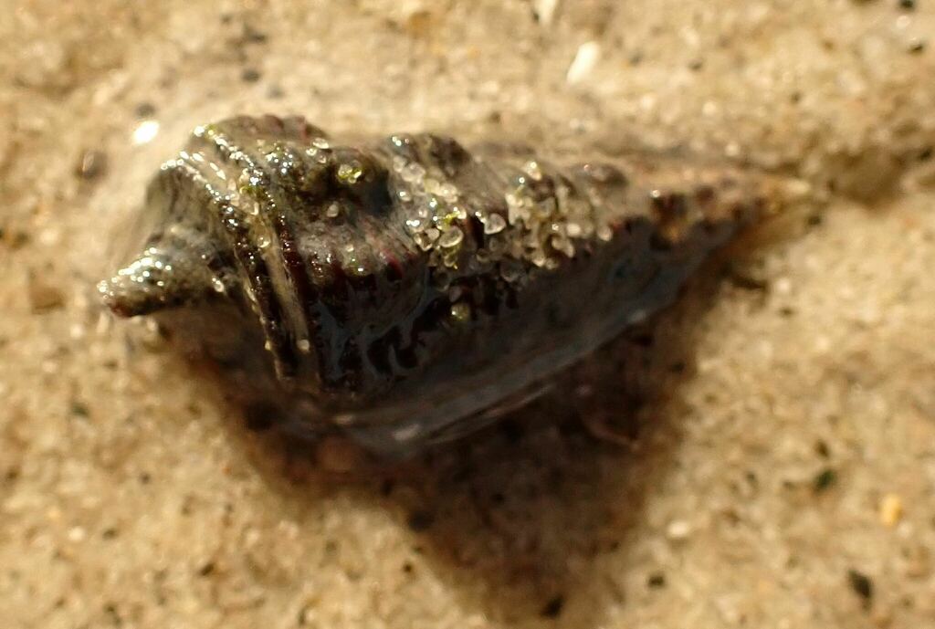 Australian Mud Whelk from South Stradbroke Island QLD Australia on June ...