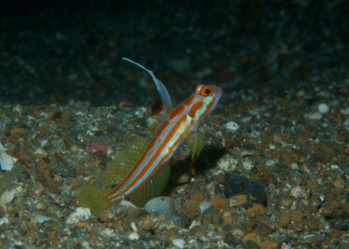 Yasha goby (Stonogobiops yasha) — Gobiidae — 4