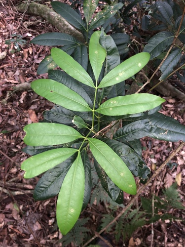 five-leaf bosistoa (Bosistoa floydii)