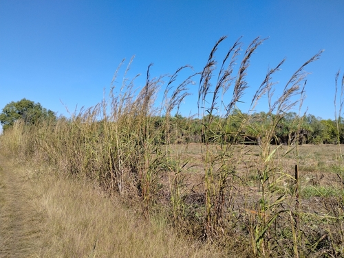 Gamba Grass (Andropogon gayanus)