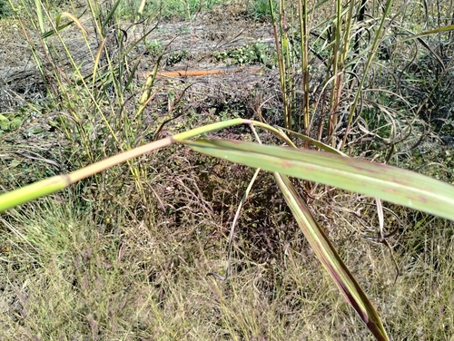 Image of Andropogon gayanus by (c) Karl Tattersall, some rights reserved (CC BY-SA)