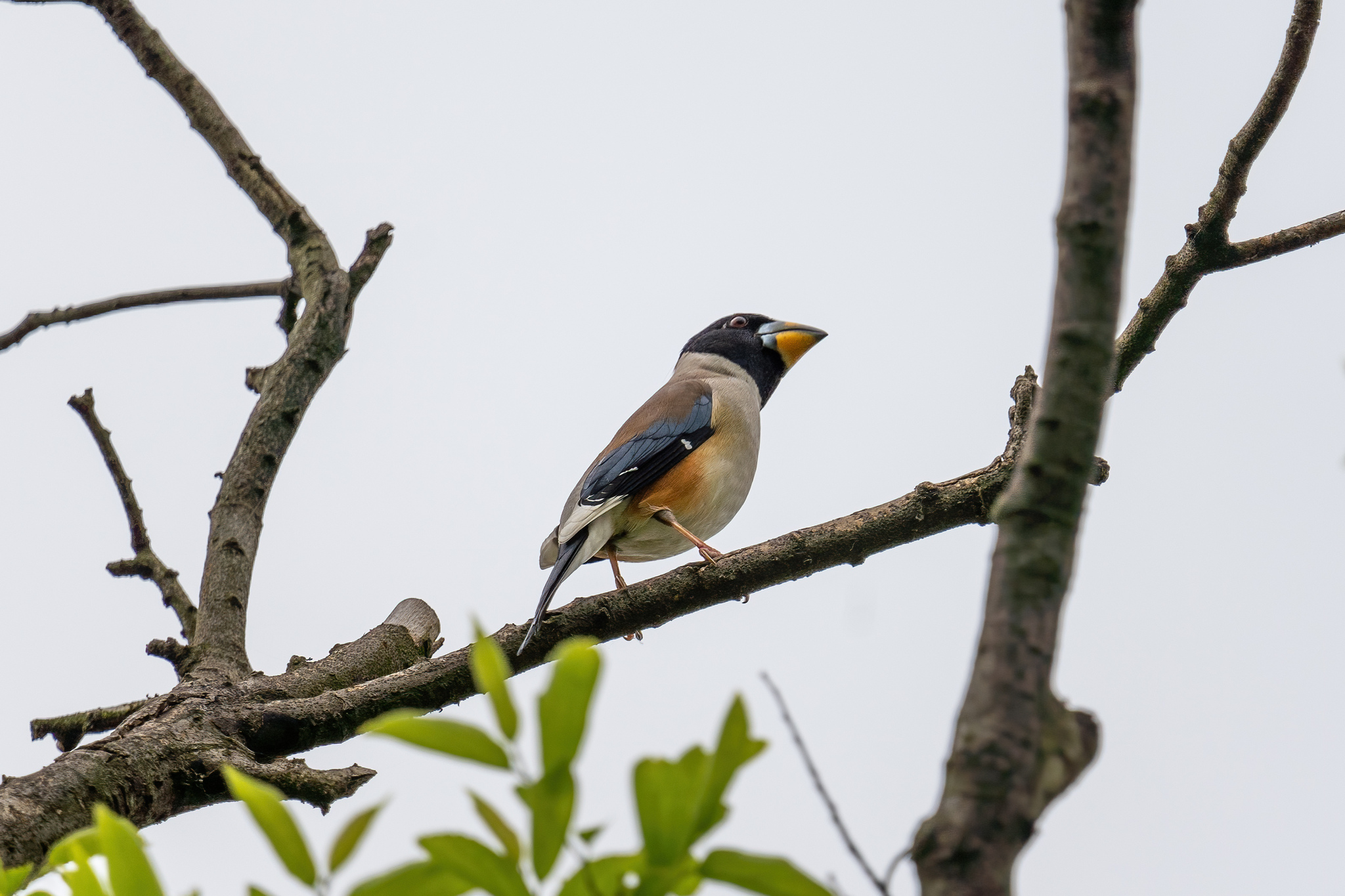 Chinese Grosbeak