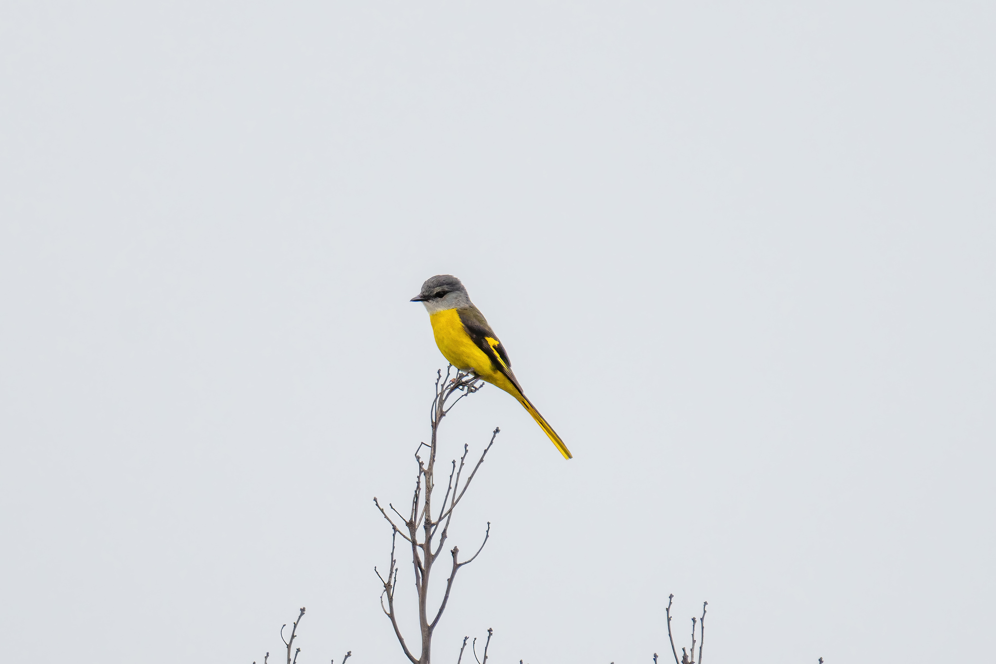 Grey-chinned Minivet