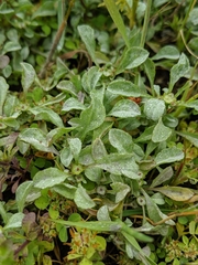 Hesperevax sparsiflora