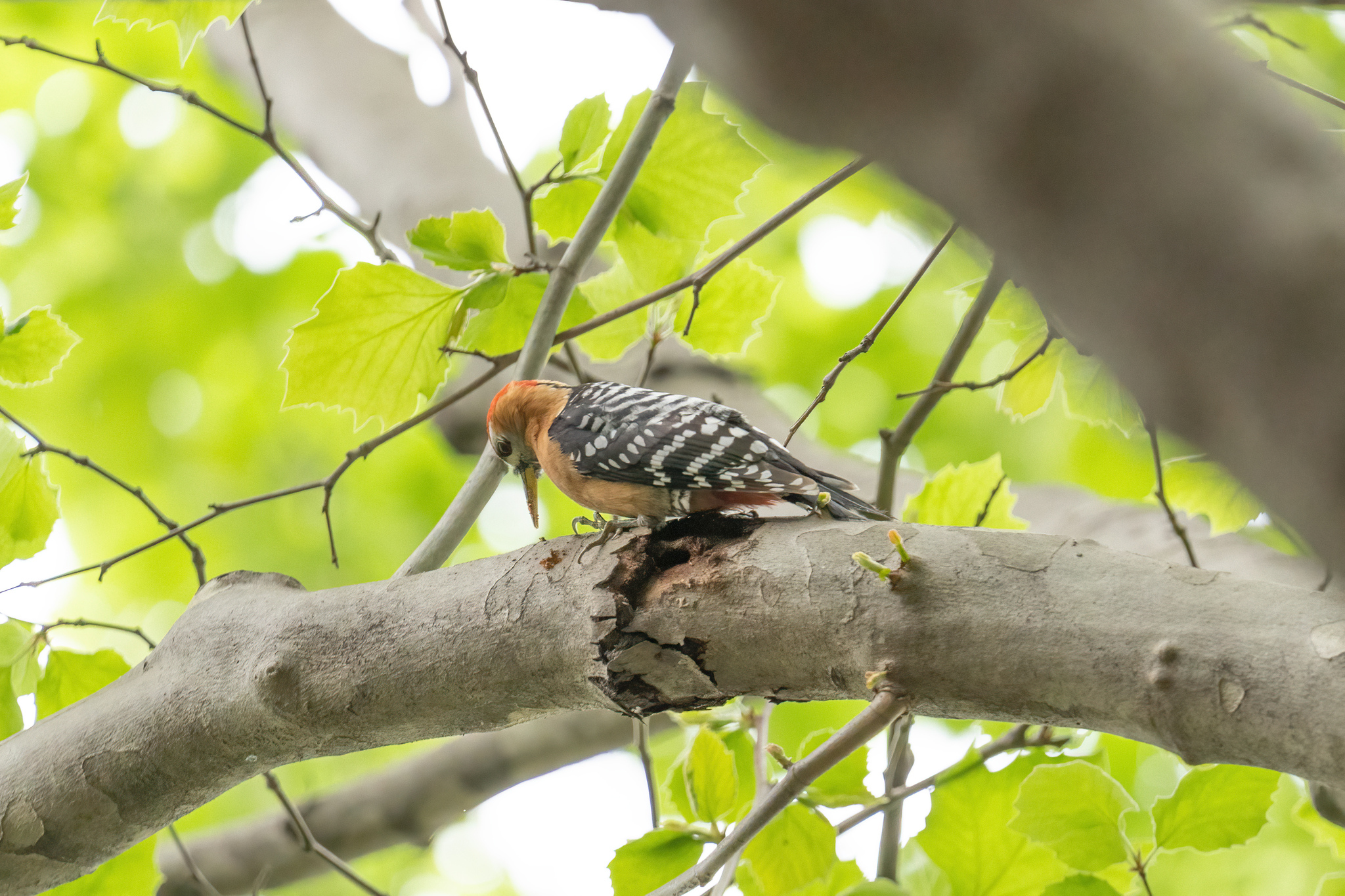 Rufous-bellied Woodpecker