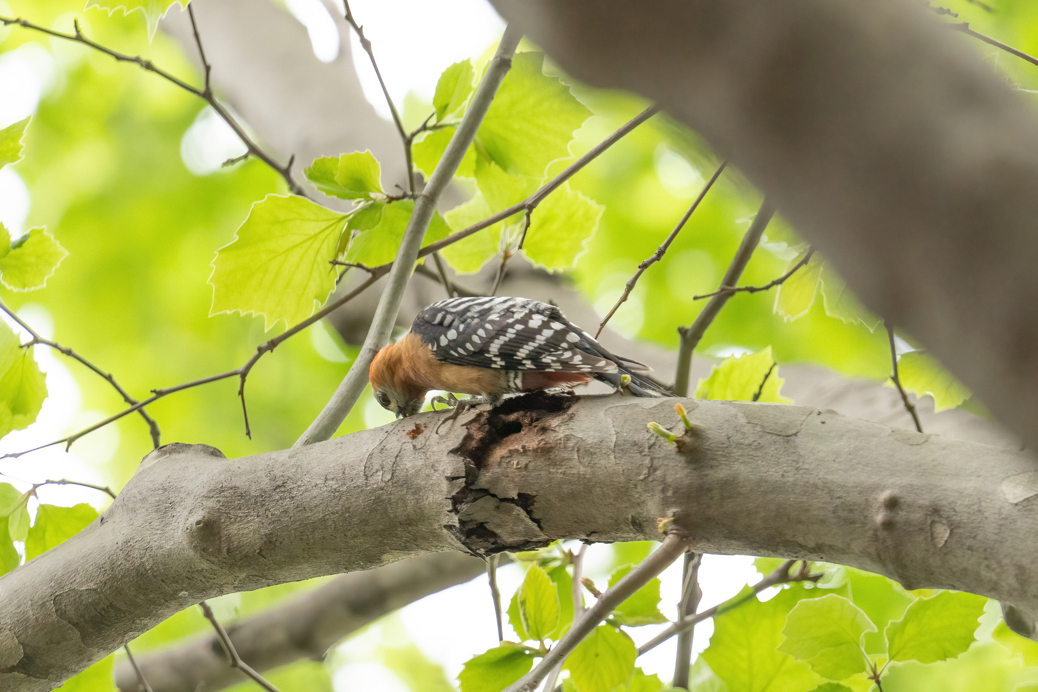 Rufous-bellied Woodpecker