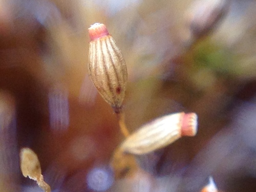 Campylopus introflexus