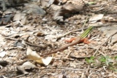 Aspidoscelis angusticeps angusticeps