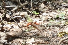 Aspidoscelis angusticeps angusticeps