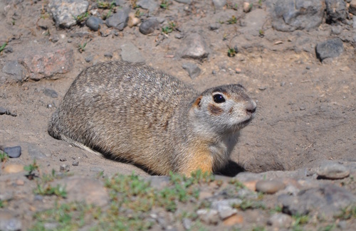 Vorontsov's Ground Squirrel