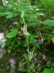 Ophrys oestrifera