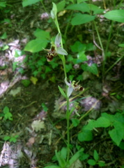Ophrys oestrifera