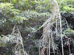 Austrostipa rudis