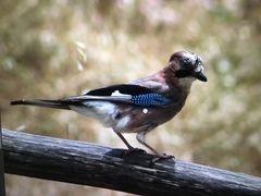 Garrulus glandarius