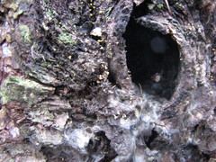 Eustilbum aureum