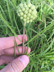 Asclepias stenophylla