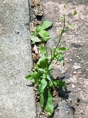 Capsella bursa-pastoris
