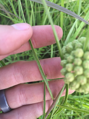 Asclepias stenophylla