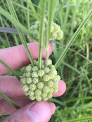 Asclepias stenophylla