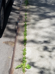Capsella bursa-pastoris
