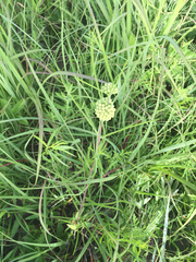 Asclepias stenophylla