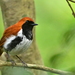 Ryukyu Robin - Photo (c) nhm6306, some rights reserved (CC BY-NC)