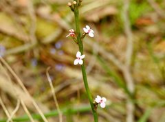 Stylidium armeria