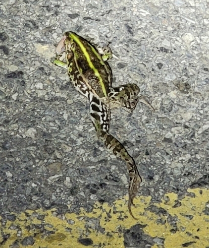 Black-spotted Frog