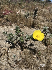 Camissoniopsis cheiranthifolia cheiranthifolia