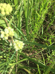 Asclepias stenophylla