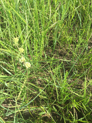 Asclepias stenophylla