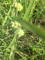 Asclepias stenophylla