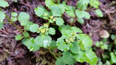 Chrysosplenium glechomifolium