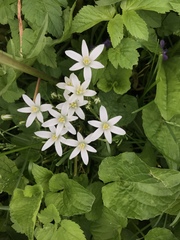 Ornithogalum umbellatum