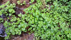Chrysosplenium glechomifolium