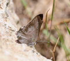 Satyrium tetra